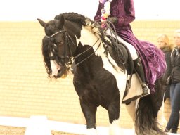 IMG_5342_web